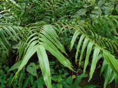 Pteris pulchra
