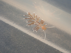 Sakuraeolis enosimensis