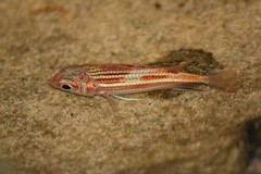 Sargocentron diadema