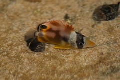 Chaetodon