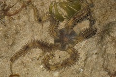 Ophiocoma scolopendrina