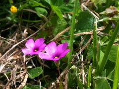 Oxalis articulata