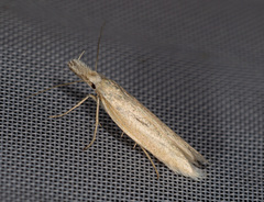 Pleurota pyropella