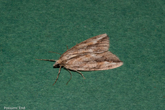 Pseudocoremia lupinata
