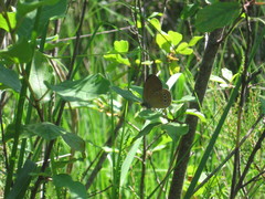 Coenonympha oedippus