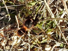 Homoeomma uruguayense