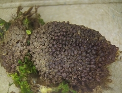 Siphoptychium violaceum