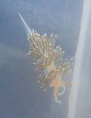 Sakuraeolis enosimensis