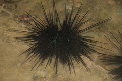 Diadema savignyi