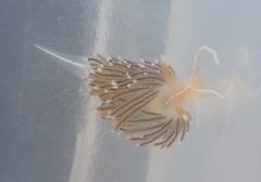 Sakuraeolis enosimensis