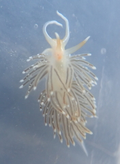 Sakuraeolis enosimensis