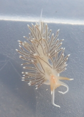 Sakuraeolis enosimensis