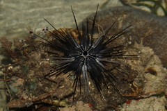 Diadema savignyi