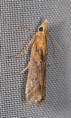 Ancylosis cinnamomella