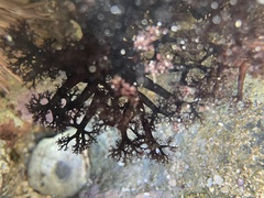 Holothuria cinerascens