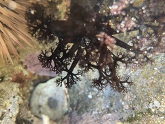 Holothuria cinerascens