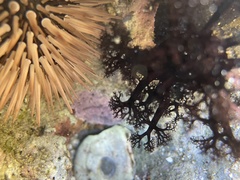 Holothuria cinerascens