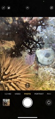 Holothuria cinerascens