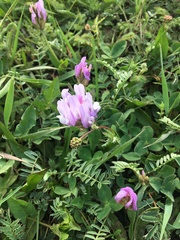 Astragalus danicus
