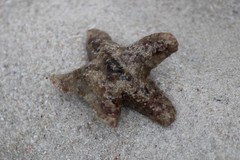 Aquilonastra