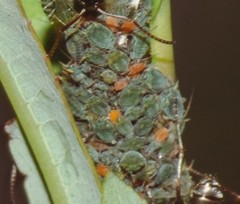 Aphis farinosa