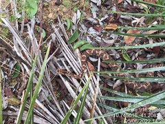 Bothrops erythromelas