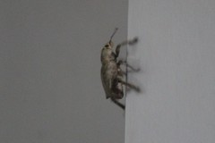 Synaptoplus dentipennis