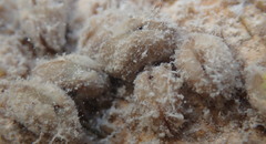 Arcopsis adamsi