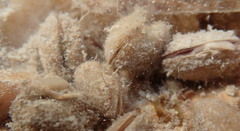 Arcopsis adamsi