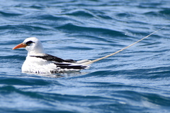 Phaethon lepturus catesbyi