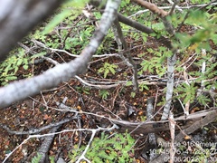 Bothrops erythromelas