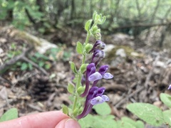 Scutellaria brevibracteata, photograph author not stated, no rights reserved