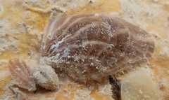Isognomon radiatus