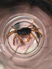 Gecarcinus