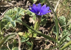 Chondrophylla