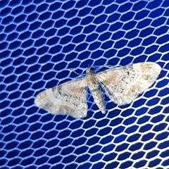 Eupithecia linariata