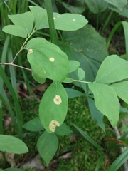 Exobasidium maculosum