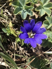Chondrophylla