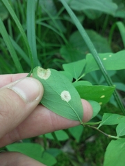 Exobasidium maculosum