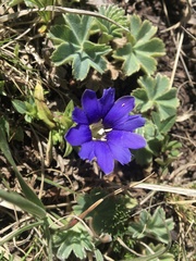 Chondrophylla