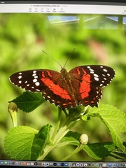 Anartia