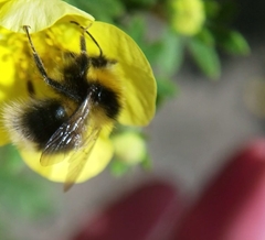 Bombus jonellus