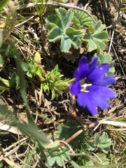 Chondrophylla