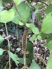 Lasiocampa trifolii
