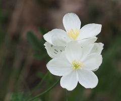 Thalictrum tuberosum