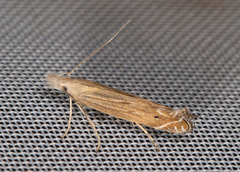 Isophrictis anthemidella