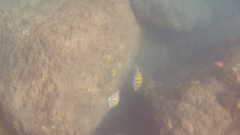 Acanthurus triostegus