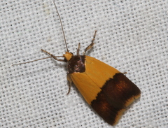 Heteroteucha dichroella