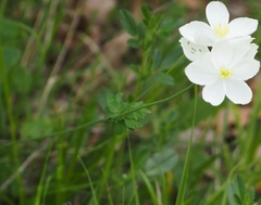 Thalictrum tuberosum
