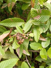 Davilla rugosa